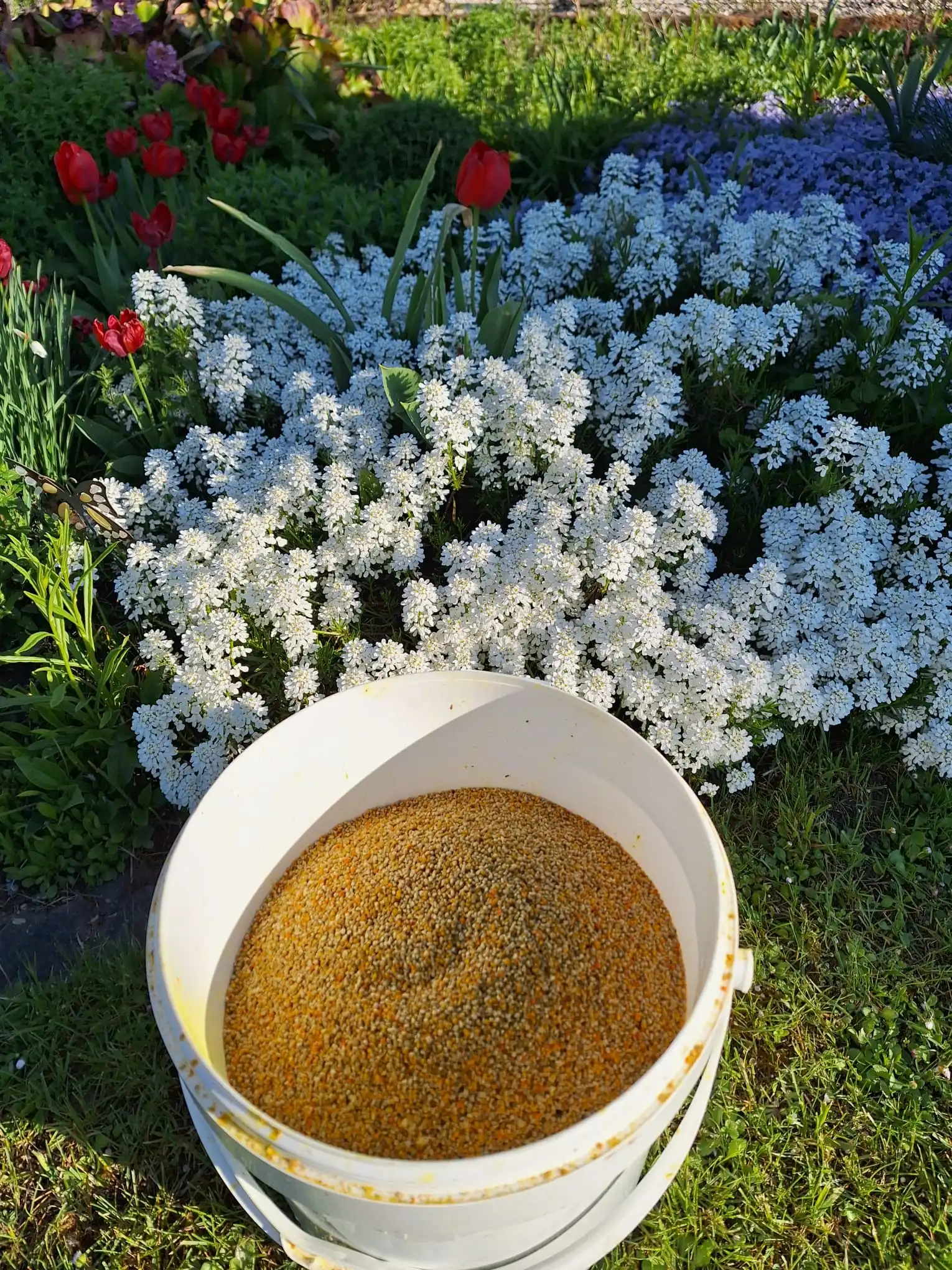 Frisch geernteter Blütenpollen