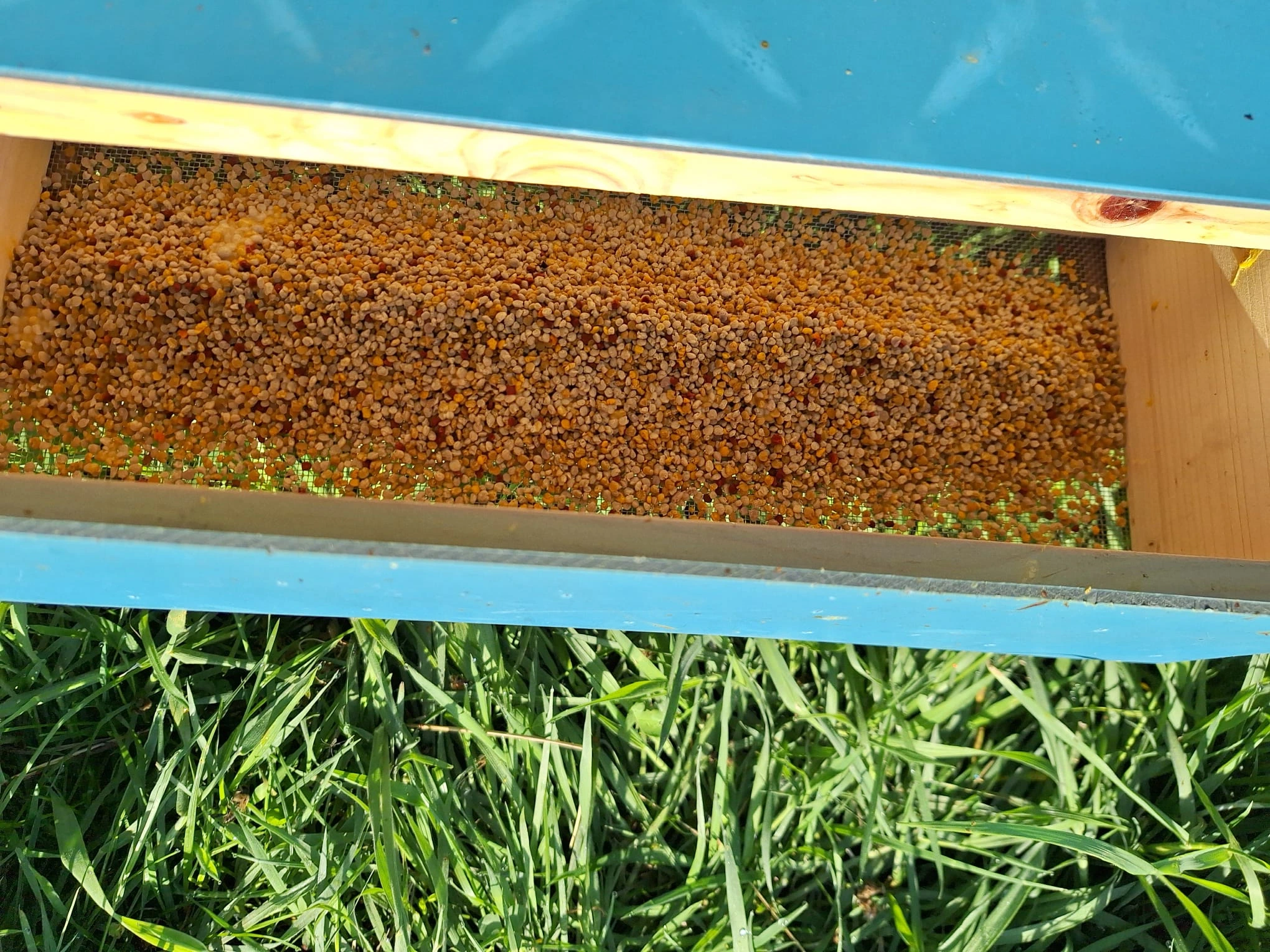 Bunte Blütenpollen aus der Region