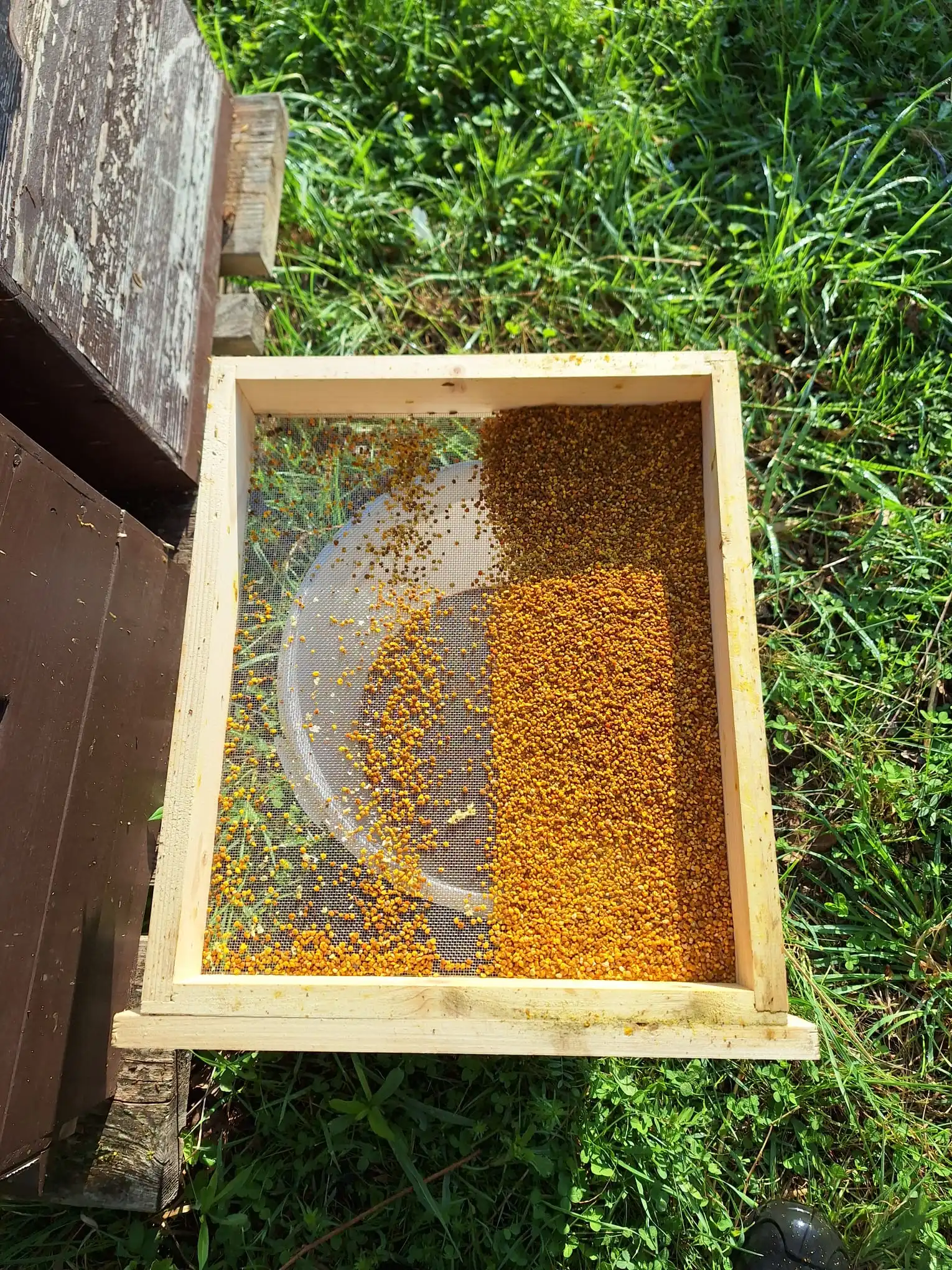 Blütenpollen aus eigener Ernte