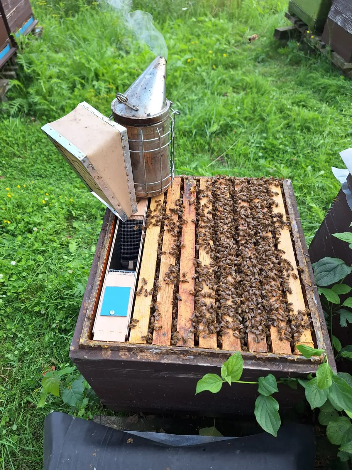 Geöffnete Bienenbeute mit Smoker