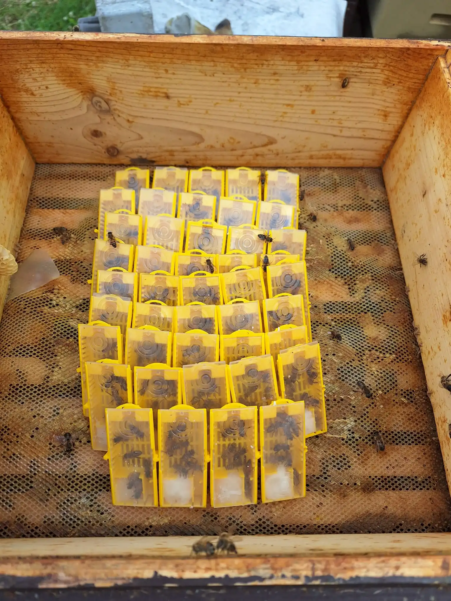 Königinnenkäfige mit Bienenköniginnen