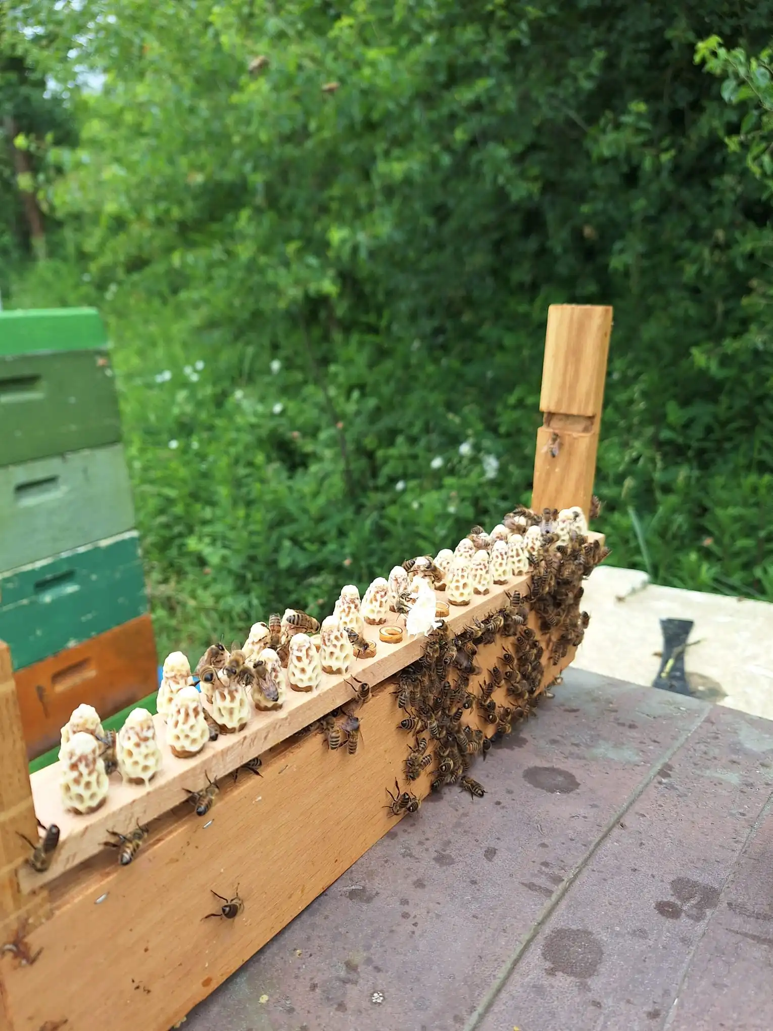 Bienenköniginnen der Imkerei Gerke