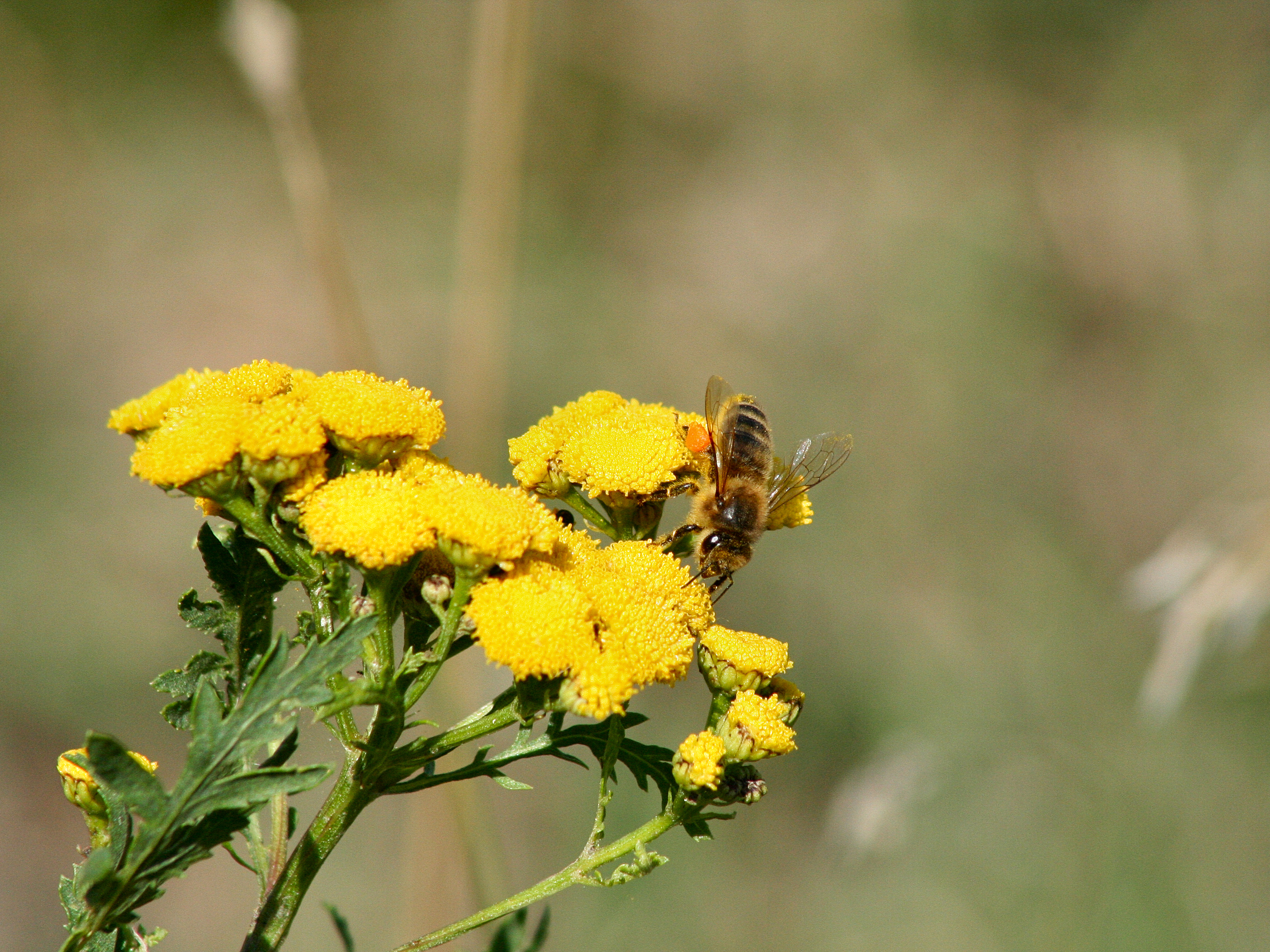 Biene mit Pollen