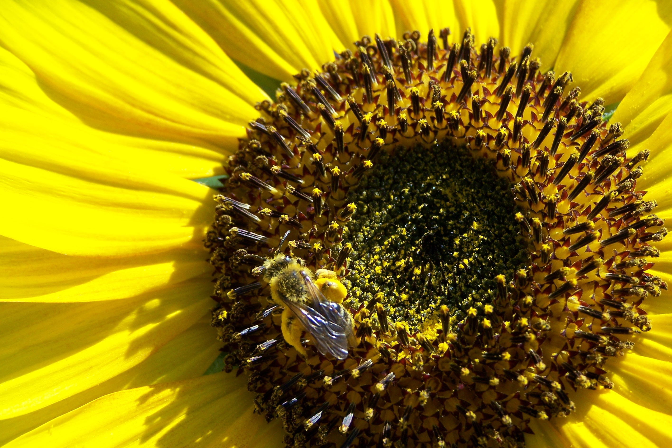 Sonnenblumenpollen
