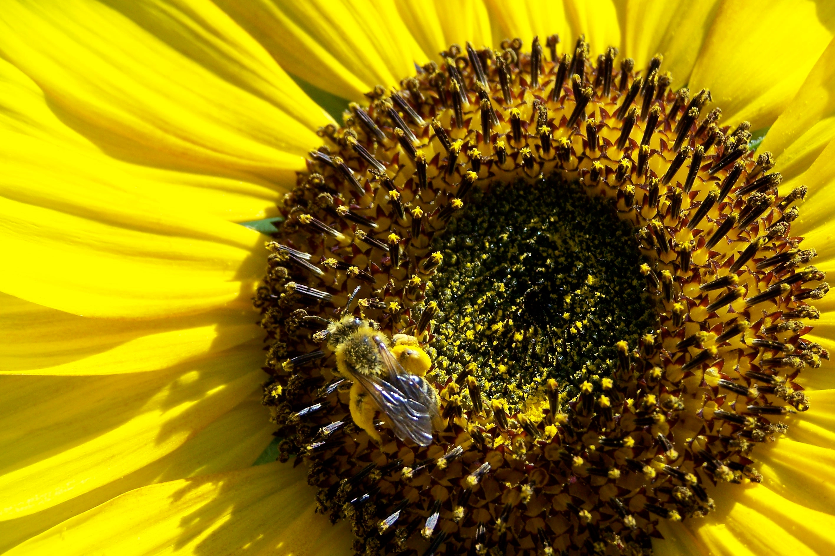 Sonnenblumenpollen
