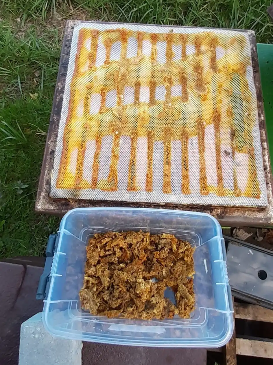 Propolisgitter und frisch geerntetes Propolis