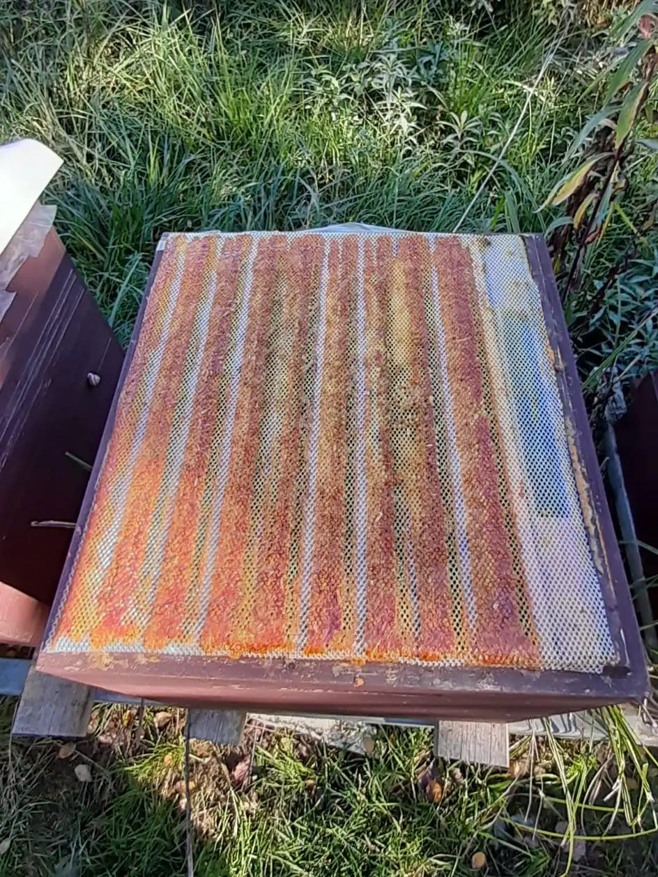 Mit Propolis gefülltes Gitter auf der Bienenbeute
