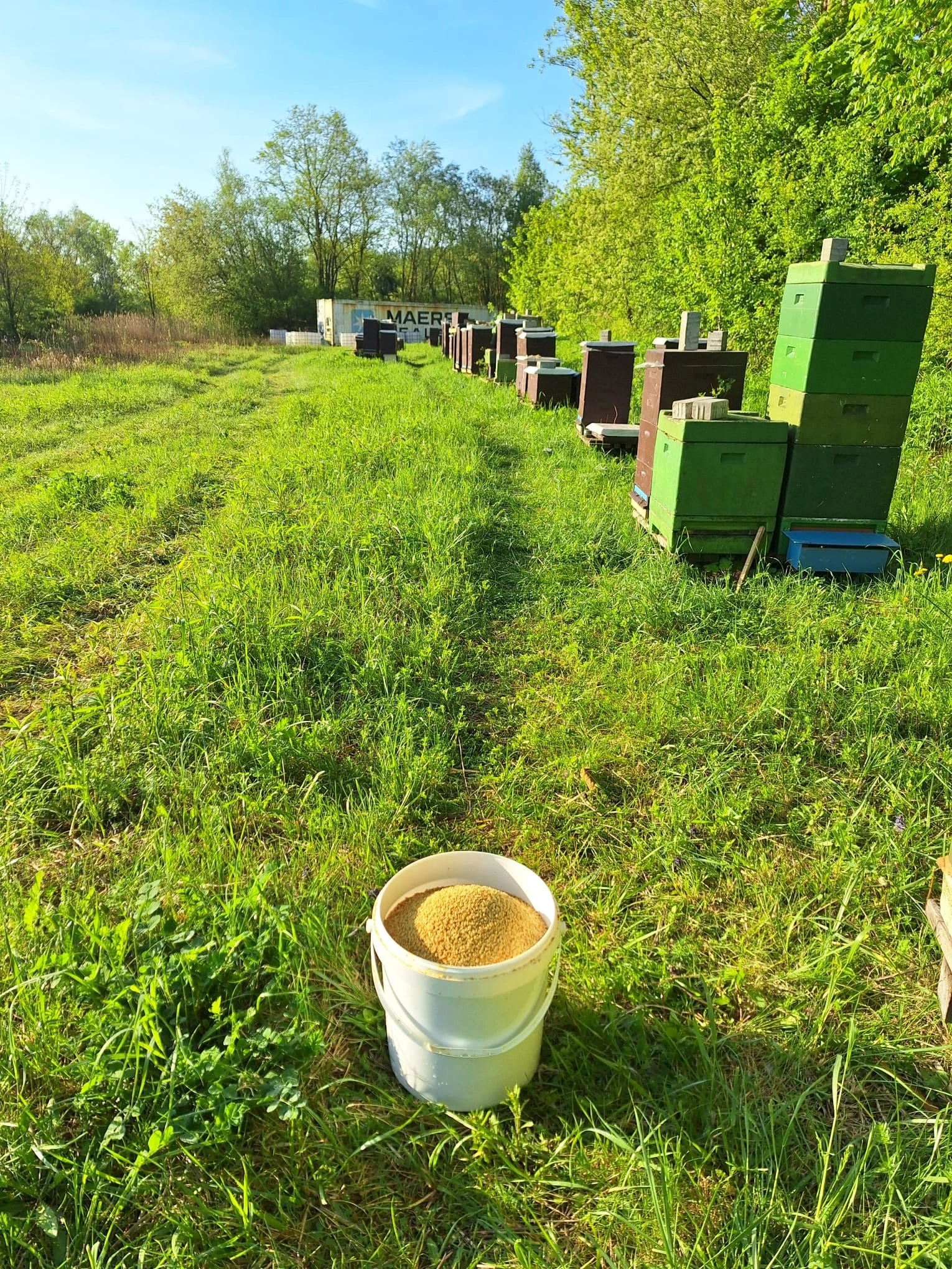 Bienenstand der Imkerei Gerke mit Bienenvölkern auf der Wiese
